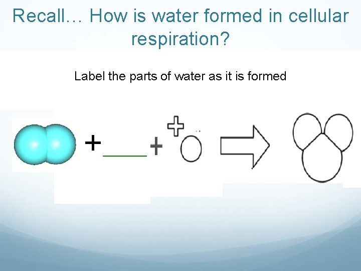 Recall… How is water formed in cellular respiration? Label the parts of water as Recall… How is water formed in cellular respiration? Label the parts of water as