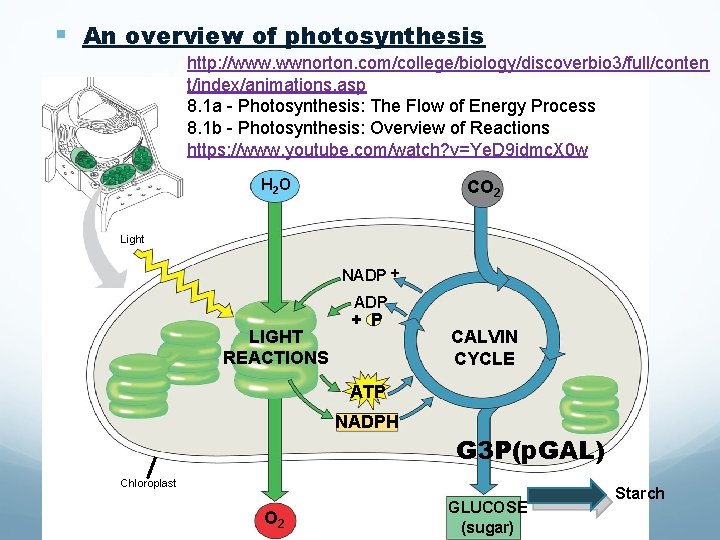 § An overview of photosynthesis http: //www. wwnorton. com/college/biology/discoverbio 3/full/conten t/index/animations. asp 8. 1 § An overview of photosynthesis http: //www. wwnorton. com/college/biology/discoverbio 3/full/conten t/index/animations. asp 8. 1