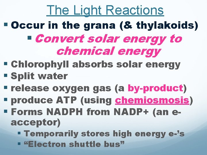 The Light Reactions § Occur in the grana (& thylakoids) § Convert solar energy The Light Reactions § Occur in the grana (& thylakoids) § Convert solar energy