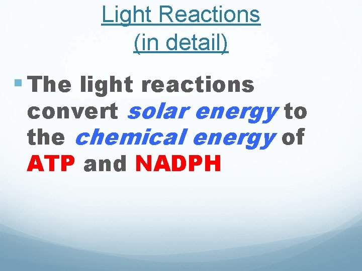 Light Reactions (in detail) § The light reactions convert solar energy to the chemical Light Reactions (in detail) § The light reactions convert solar energy to the chemical