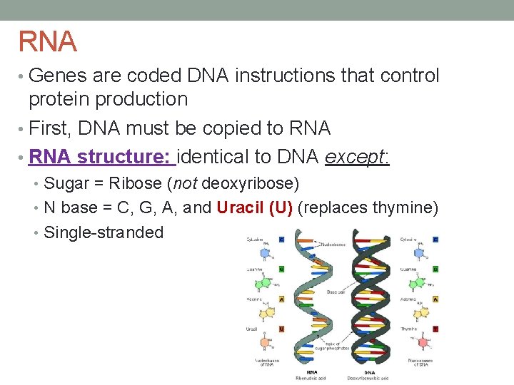 RNA • Genes are coded DNA instructions that control protein production • First, DNA