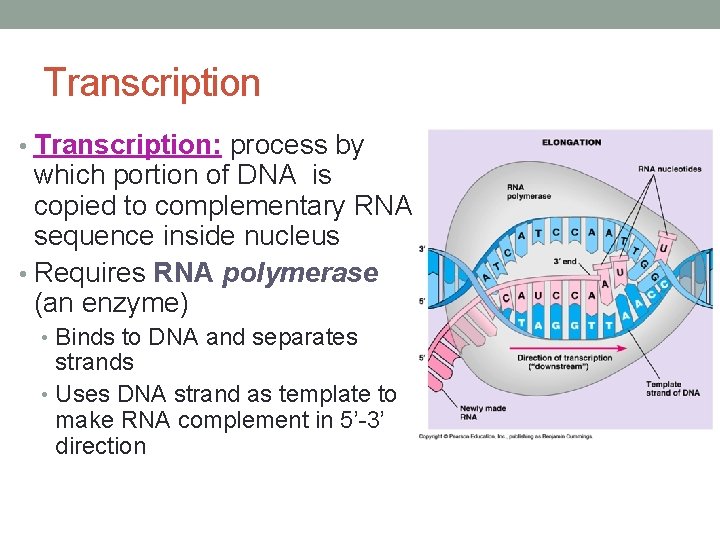 Transcription • Transcription: process by which portion of DNA is copied to complementary RNA
