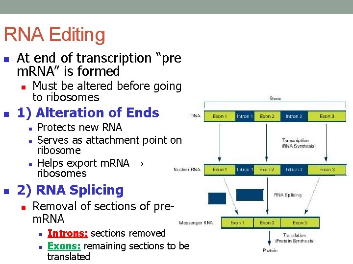 RNA Editing n At end of transcription “pre m. RNA” is formed n n