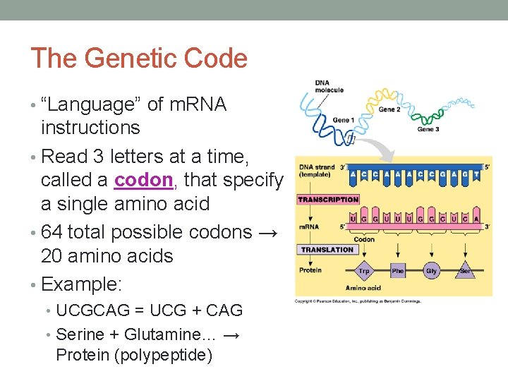 The Genetic Code • “Language” of m. RNA instructions • Read 3 letters at