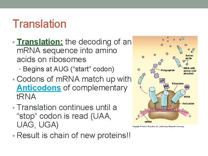 Translation • Translation: the decoding of an m. RNA sequence into amino acids on