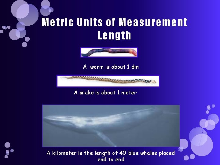 Metric Units of Measurement Length A worm is about 1 dm A snake is