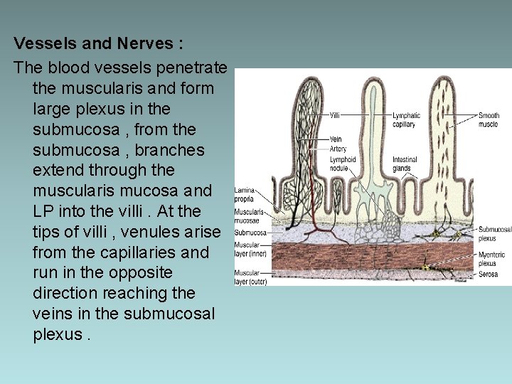 Vessels and Nerves : The blood vessels penetrate the muscularis and form large plexus