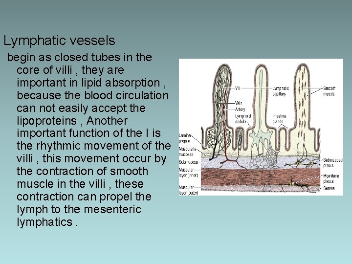 Lymphatic vessels begin as closed tubes in the core of villi , they are