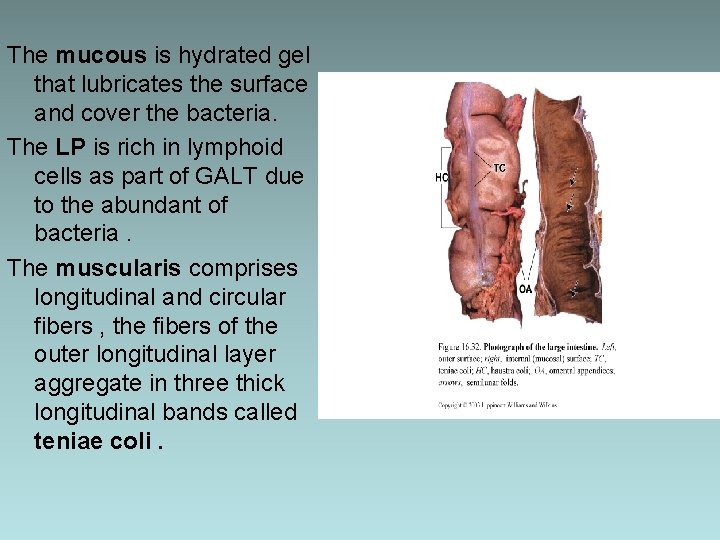 The mucous is hydrated gel that lubricates the surface and cover the bacteria. The