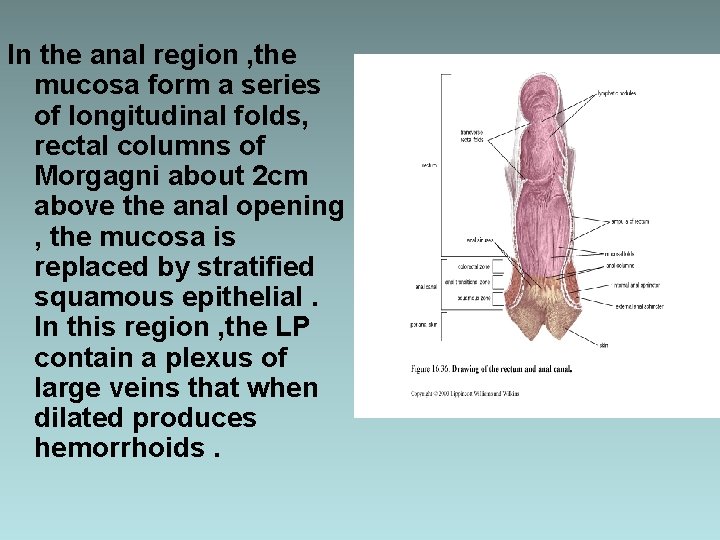 In the anal region , the mucosa form a series of longitudinal folds, rectal