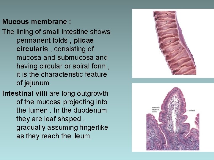 Mucous membrane : The lining of small intestine shows permanent folds , plicae circularis