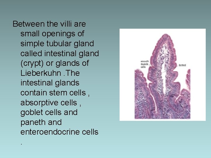 Between the villi are small openings of simple tubular gland called intestinal gland (crypt)