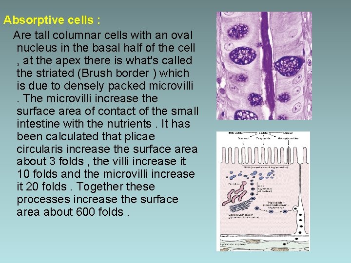 Absorptive cells : Are tall columnar cells with an oval nucleus in the basal