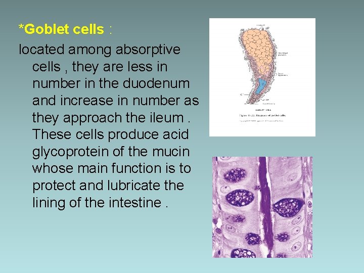 *Goblet cells : located among absorptive cells , they are less in number in