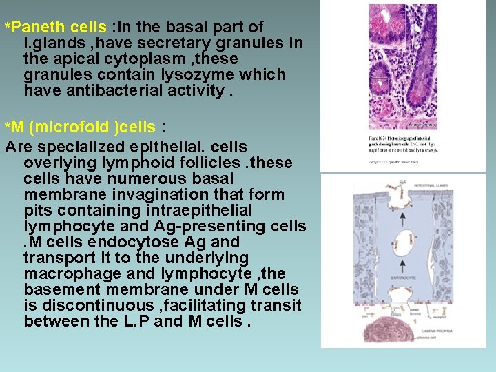 *Paneth cells : In the basal part of I. glands , have secretary granules