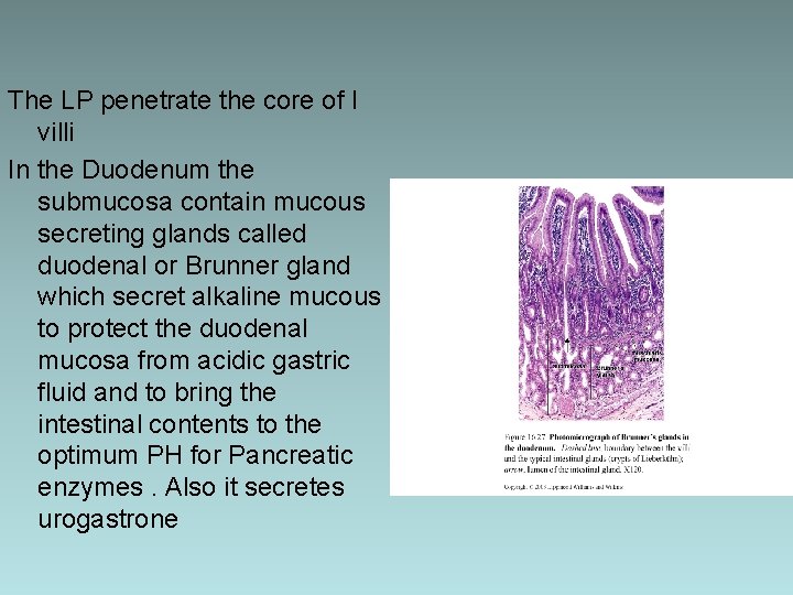 The LP penetrate the core of I villi In the Duodenum the submucosa contain