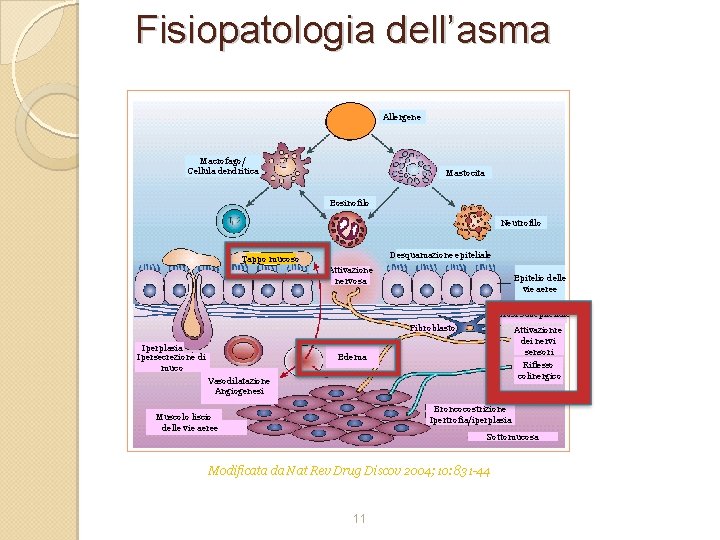 Fisiopatologia dell’asma Allergene Macrofago/ Cellula dendritica Mastocita Eosinofilo Neutrofilo Desquamazione epiteliale Tappo mucoso Attivazione