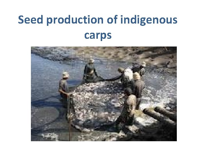 Seed production of indigenous carps 