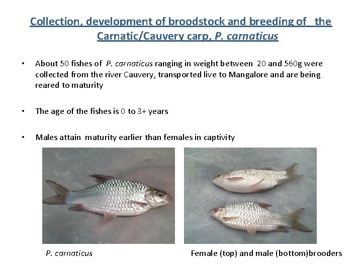 Collection, development of broodstock and breeding of the Carnatic/Cauvery carp, P. carnaticus • About