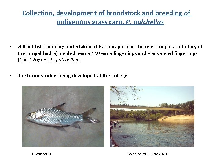 Collection, development of broodstock and breeding of indigenous grass carp, P. pulchellus • Gill