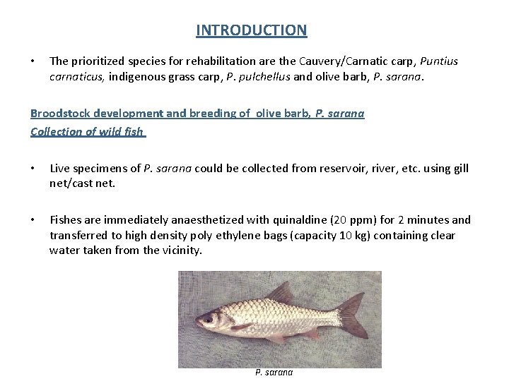 INTRODUCTION • The prioritized species for rehabilitation are the Cauvery/Carnatic carp, Puntius carnaticus, indigenous