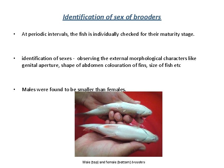 Identification of sex of brooders • At periodic intervals, the fish is individually checked