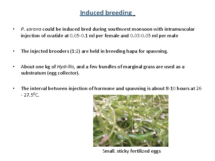 Induced breeding • P. sarana could be induced bred during southwest monsoon with intramuscular