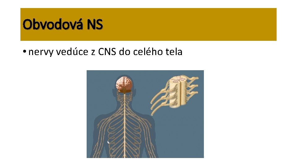 Obvodová NS • nervy vedúce z CNS do celého tela 