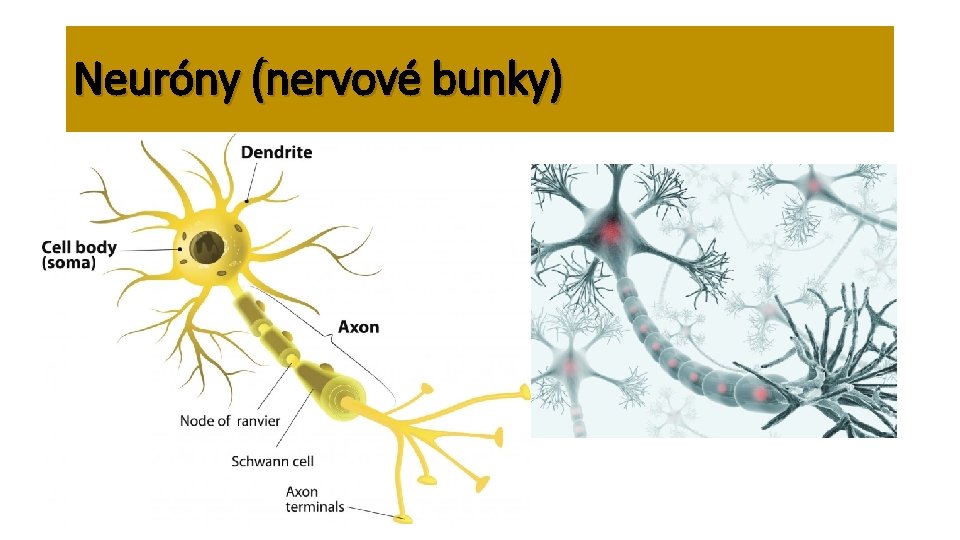 Neuróny (nervové bunky) • Základná jednotka NS • Sú navzájom poprepájané = prenos nervového