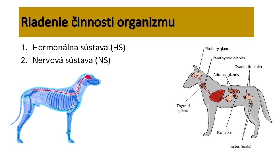 Riadenie činnosti organizmu 1. Hormonálna sústava (HS) 2. Nervová sústava (NS) 