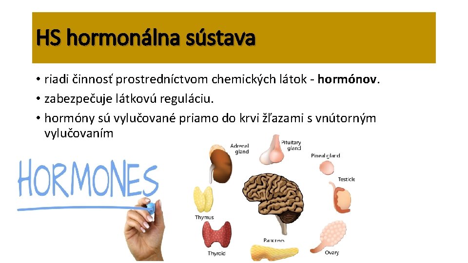 HS hormonálna sústava • riadi činnosť prostredníctvom chemických látok - hormónov. • zabezpečuje látkovú