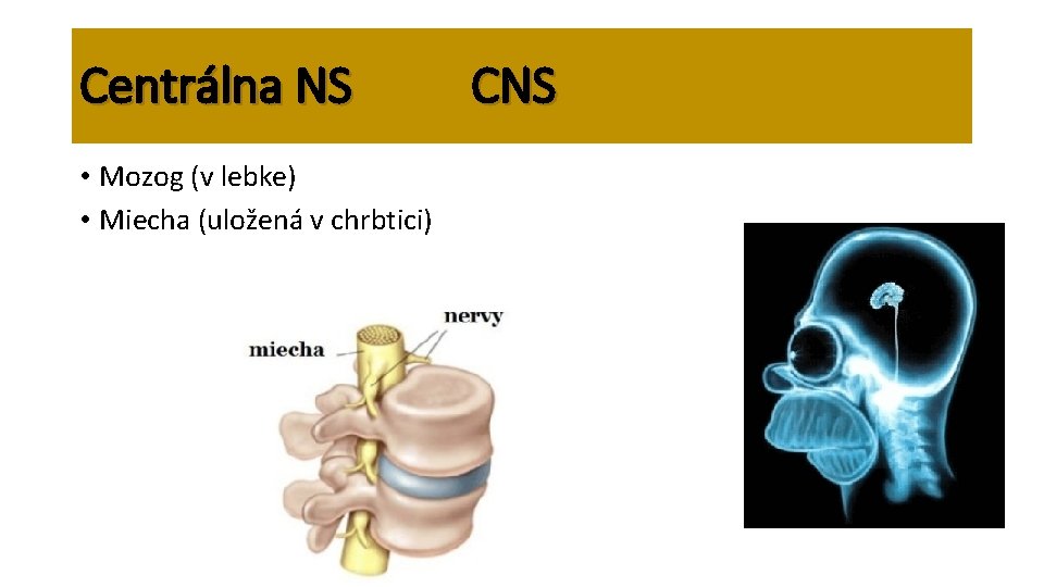 Centrálna NS • Mozog (v lebke) • Miecha (uložená v chrbtici) CNS 