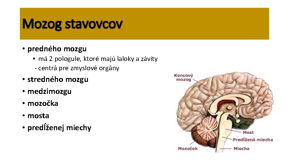 Mozog stavovcov • predného mozgu • má 2 pologule, ktoré majú laloky a závity