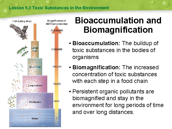 Lesson 9. 3 Toxic Substances in the Environment Bioaccumulation and Biomagnification • Bioaccumulation: The