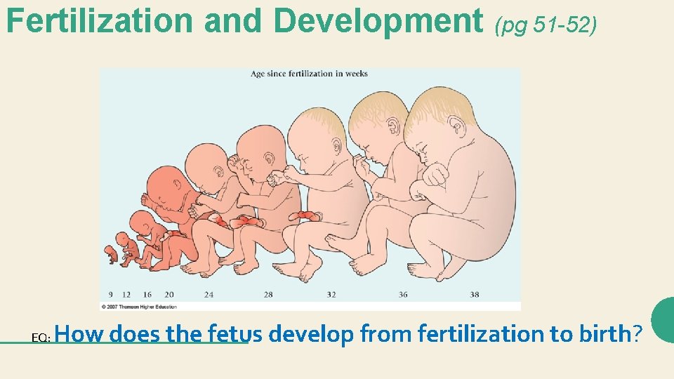 Fertilization and Development (pg 51 -52) EQ: How does the fetus develop from fertilization Fertilization and Development (pg 51 -52) EQ: How does the fetus develop from fertilization