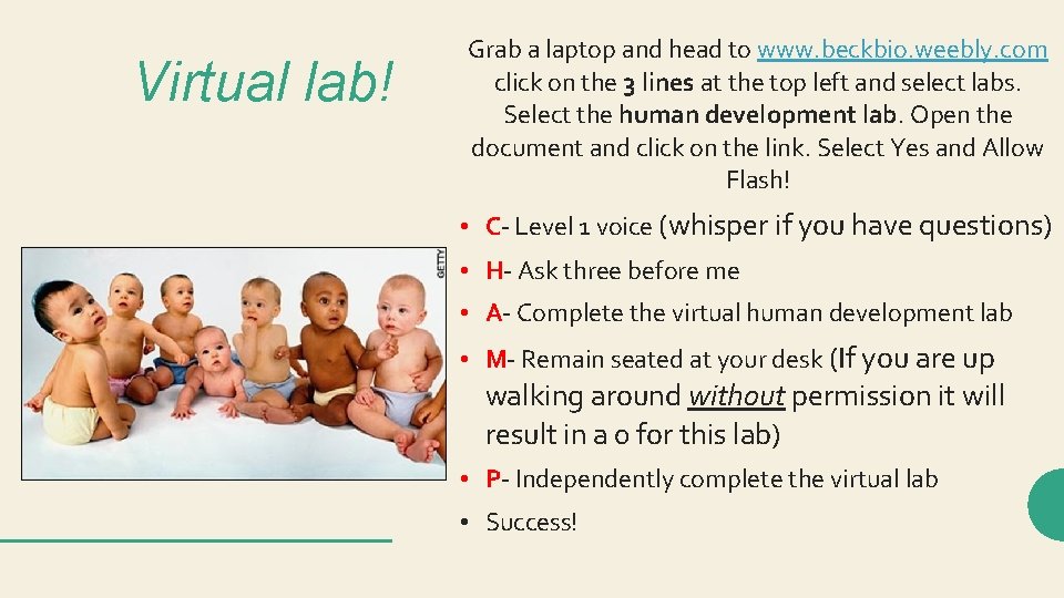 Virtual lab! Grab a laptop and head to www. beckbio. weebly. com click on Virtual lab! Grab a laptop and head to www. beckbio. weebly. com click on