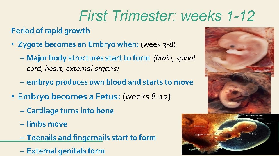 First Trimester: weeks 1 -12 Period of rapid growth • Zygote becomes an Embryo First Trimester: weeks 1 -12 Period of rapid growth • Zygote becomes an Embryo