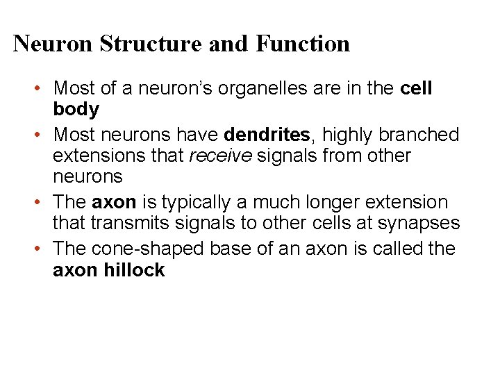 Neuron Structure and Function • Most of a neuron’s organelles are in the cell