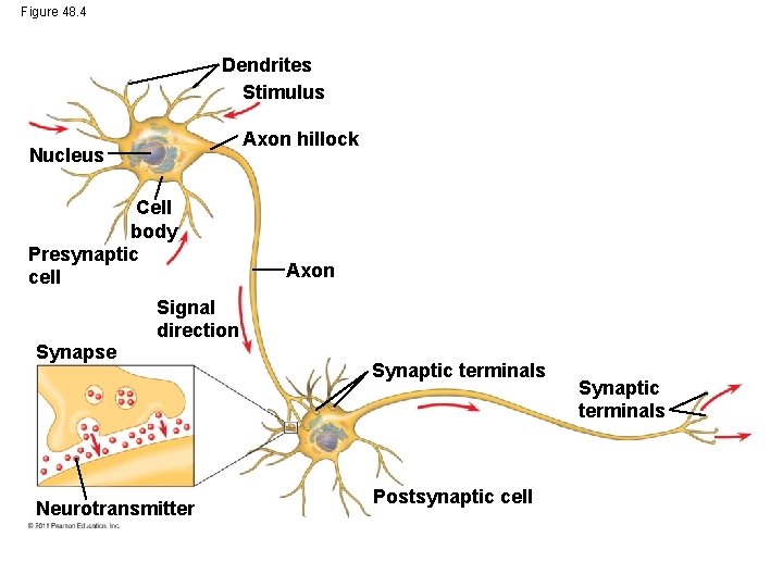 Figure 48. 4 Dendrites Stimulus Axon hillock Nucleus Cell body Presynaptic cell Synapse Axon