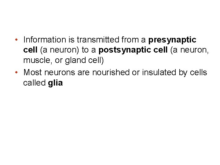  • Information is transmitted from a presynaptic cell (a neuron) to a postsynaptic