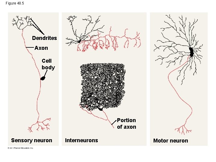 Figure 48. 5 Dendrites Axon Cell body Portion of axon Sensory neuron Interneurons Motor