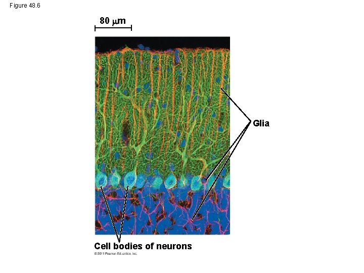 Figure 48. 6 80 m Glia Cell bodies of neurons 