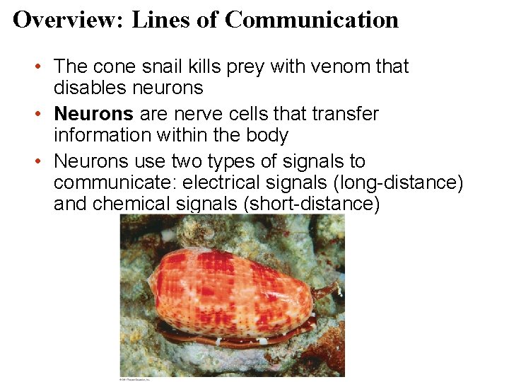 Overview: Lines of Communication • The cone snail kills prey with venom that disables