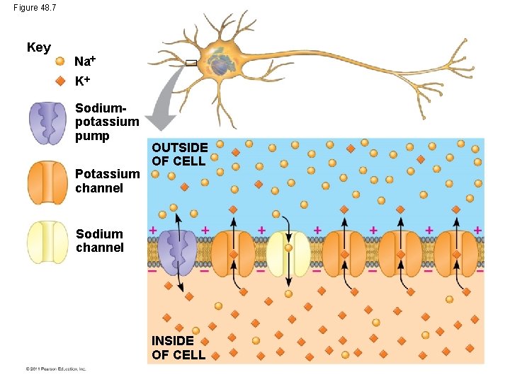 Figure 48. 7 Key Na K Sodiumpotassium pump Potassium channel OUTSIDE OF CELL Sodium