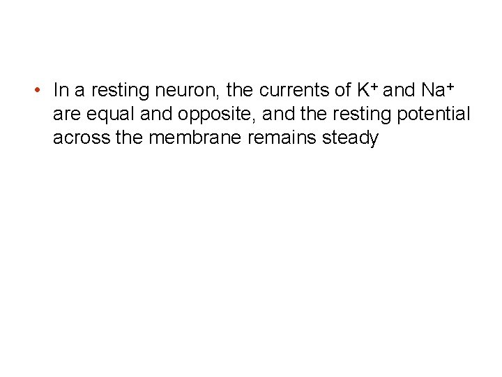  • In a resting neuron, the currents of K+ and Na+ are equal