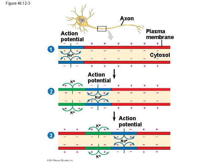 Figure 48. 12 -3 Axon Plasma membrane Action potential 1 Cytosol Na K 2