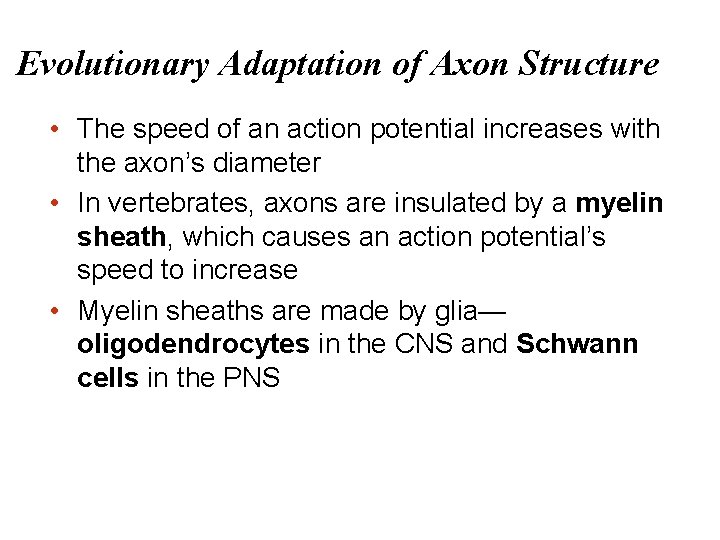 Evolutionary Adaptation of Axon Structure • The speed of an action potential increases with