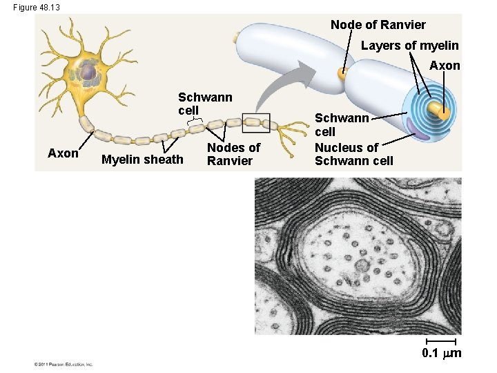 Figure 48. 13 Node of Ranvier Layers of myelin Axon Schwann cell Axon Myelin