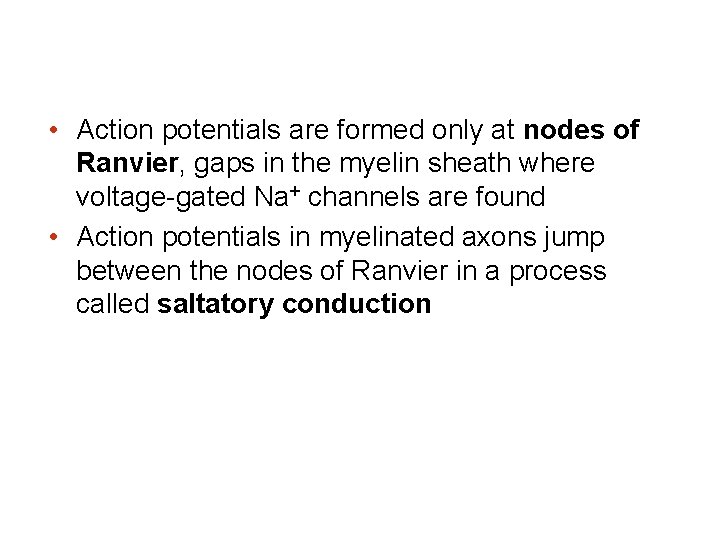  • Action potentials are formed only at nodes of Ranvier, gaps in the