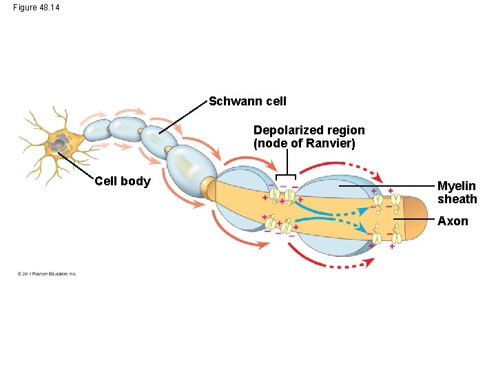 Figure 48. 14 Schwann cell Depolarized region (node of Ranvier) Cell body Myelin sheath